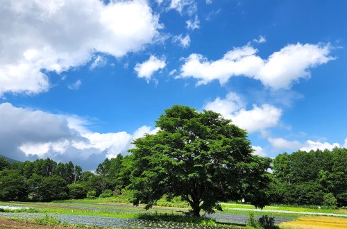 飯綱_いのちの木