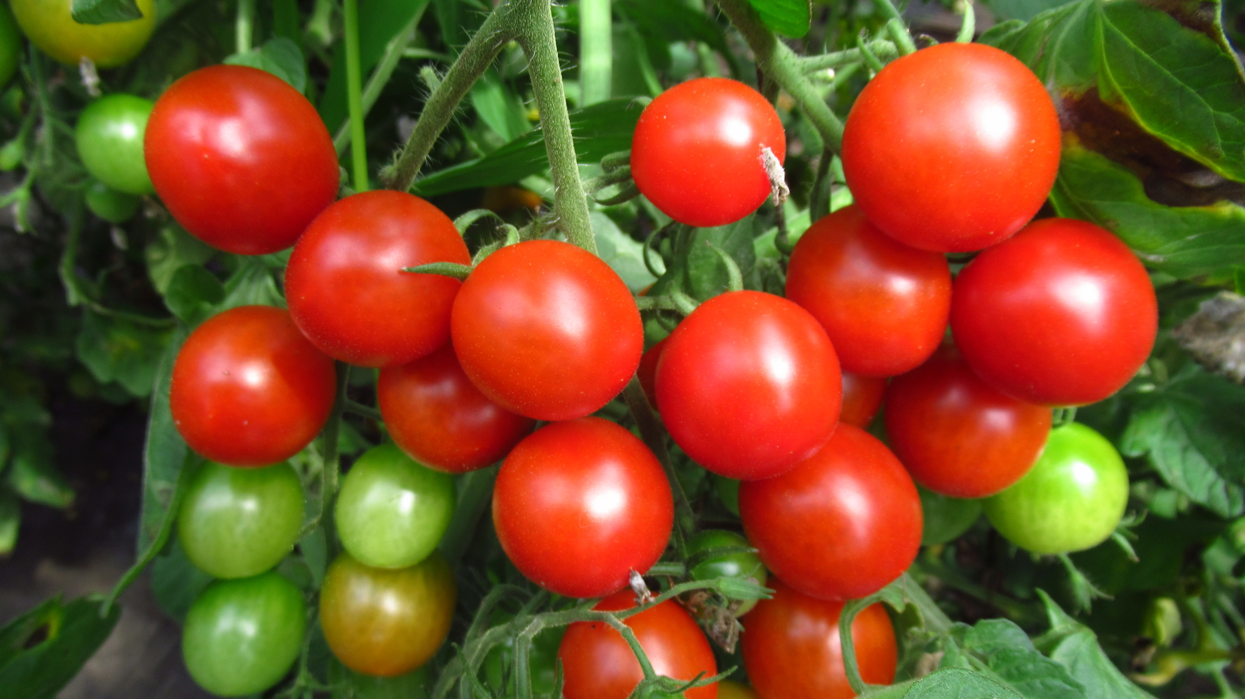 夏野菜が育っています。 | 水輪ナチュラルファーム